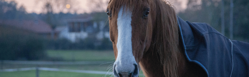 Pferde Eindecken 968 x 300.png
